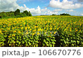 Aerial view of the path of sunflowers in full bloom 106670776