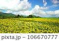 Aerial view of a sunflower field in full bloom 106670777