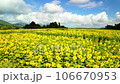 Fly obliquely over a field of sunflowers in full bloom 106670953