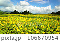 Aerial view of a sunflower field in full bloom by flying diagonally sideways 106670954