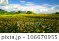 Aerial view of a field of sunflowers in full bloom 106670955