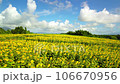 Aerial view of a sunflower field in full bloom 106670956