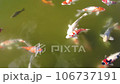 鯉魚 106737191