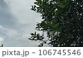 Bright green leaves of bushes develop in the wind 106745546