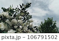 Flowering bush with green leaves develops in the wind. Blossom 106791502