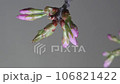 Time-lapse video of cherry blossoms blooming 106821422