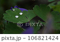 rain drops falling on leaves 106821424