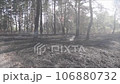 The forest after the fire 106880732