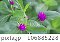 可愛的深粉色深紅色花朵在風中搖曳 106885228
