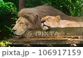 Lion and lioness sleeping in the zoo 106917159