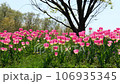 揺れるチューリップの花 106935345