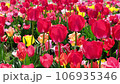 揺れるチューリップの花 106935346