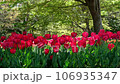 揺れるチューリップの花 106935347