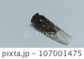 Kumazumi 107001475