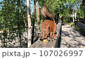 Red squirrel sitting on the wooden railing in park and eating the sunflower seeds. Sciurus vulgaris. 107026997