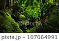 Water flowing through moss in the forest 107064991