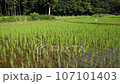 Kishi-paddy field in Sayama Hills Rice field after rice planting 107101403