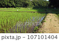 Kishi-paddy field in Sayama Hills Rice field after rice planting 107101404