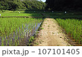 Kishi-paddy field in Sayama Hills Rice field after rice planting 107101405