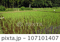 Kishi-paddy field in Sayama Hills Rice field after rice planting 107101407