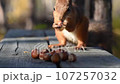 Red squirrel jumping on the wooden surface in forest and truing to pick two hazelnuts. Like a mad squirrel in the ice age. Real time video 107257032