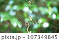 蜘蛛網和蜘蛛在森林裡的特寫 107349845