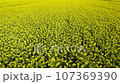 Aerial photography of the continuous yellow rapeseed field in spring using a drone Aerial photography of the continuous yellow rapeseed field in spring using a drone 107369390