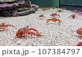 Seabed Stroll: Crayfish's Underwater Odyssey 107384797