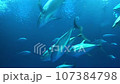 School of Fish in the Blue Abyss 107384798