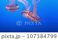 Pink Jellyfish in Azure Waters 107384799