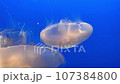 Pink Jellyfish in Azure Waters 107384800