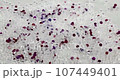 Silica gel desiccant 107449401