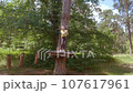 A child in a forest adventure park made of ropes. 107617961