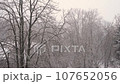 snowfall in winter, white trees in snow in winter in bad cloudy weather 107652056