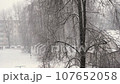 snowfall in winter, white trees in snow in winter in bad cloudy weather 107652058