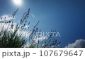 lavender, sun and blue sky 107679647