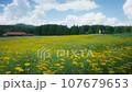 Chamomile field and blue sky 107679653