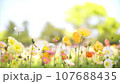 Colorful poppy flowers in full bloom swaying in the wind. Colorful poppy flower field, deserted background with copy space 107688435