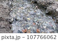 Close up of clean cold water flowing in a small forest river with stones 107766062