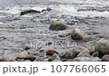 Close up of clean and dark water flowing in a small forest river with stones 107766065