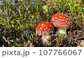 Two Fly agaric is growing in summer boreal woodland. The poisonous fungi with its red and white cap. Fairy tale toadstools. Amanita muscaria toadstools 107766067