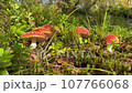 Many of Fly agaric is growing in summer boreal woodland. The poisonous fungi with its red and white cap. Fairy tale toadstools. Amanita muscaria toadstools 107766068