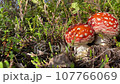 Two Fly agaric is growing in summer boreal woodland. The poisonous fungi with its red and white cap. Fairy tale toadstools. Amanita muscaria toadstools 107766069