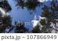 time lapse of the sky running over the pine trees 107866949