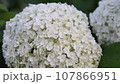 Intimate Close-Up: Witness the Vibrant Blooming of the Resilient Annabelle Hydrangea 107866951