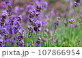 Close-Up of Fragrant Lavender Flowers in Slow Motion Forward Movement for Aromatherapy Product Photo Video 107866954