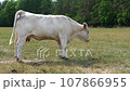 Charolais cattle grazing. Majestic French Charolais cows gracefully roaming in a picturesque meadow 107866955