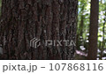 Close Up Tree Bark in Forest Detailed View 107868116