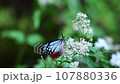 Asagi madara 107880336