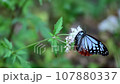 Asagi madara 107880337